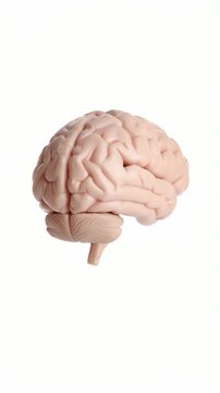 Human brain anatomical model featuring cerebrum, cerebellum and brainstem isolated on white studio backdrop.