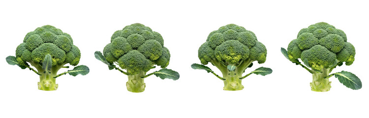 Set of Realistic Fresh Broccoli, Transparent Background, PNG, Oil Paint