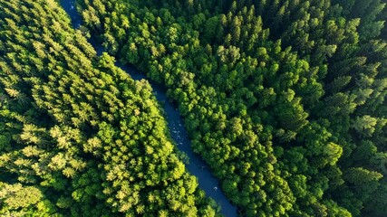 Aerial view of a winding river flowing through a dense forest with lush green trees and sunlit clearings, creating a natural landscape.