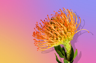 Bright orange leukospermum pincushion protea with vivid green stem and leaves placed on a smooth pink, yellow, and blue gradient background