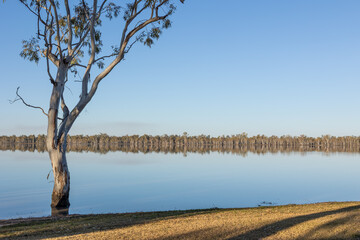 A lone gumtree stands in the rising waters of a lake and looks out to a forest of the same tree on the far bank in this landscape at Lake Broadwater near Dalby in Queensland, Australia.