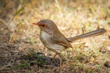 A female fairywren, far less colorful than the male, but still cute, adopts its typical alert and intense pose as it looks for food in the grass at Dubbo in New South Wales, Australia.