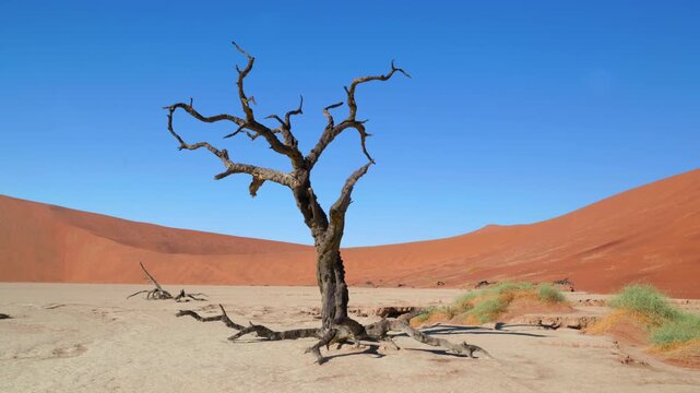 a zoom in clip of a gnarled dead camelthorn tree and sand dunes at deadvlei of sossusvlei in namibia, africa