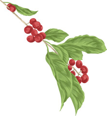 Hackleberry Botanical Painting Rare Wild Berry Illustration