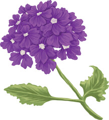 Verbena Flower Botanical Painting Delicate Floral Illustration