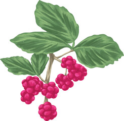 Dewberry Botanical Painting Wild Bramble Berry Art