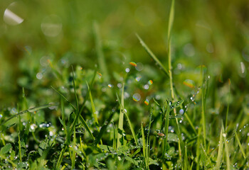 Dew drops are visible on strands of green grass in a garden during the early morning. The sunlight catches the drops creating small reflections on the grass.