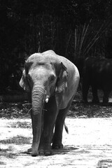 Asian elephant in Mysore zoo