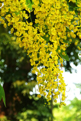 Kanikkonna also known as golden shower flower