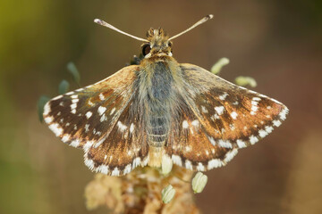 Closeup on a Red-underwing skipper butterfly, Spialia sertorius from the Gard, France © Henk