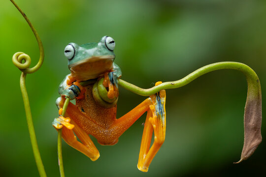 Beautiful Green Frog in Branch