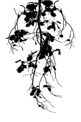 Black and white image of natural large old oak tree branch with leaves on white background	
