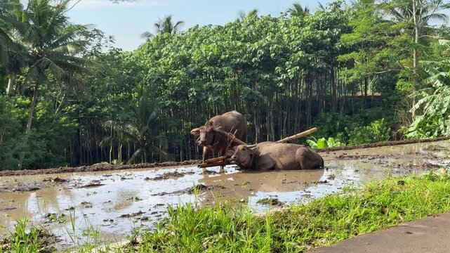 Two water buffaloes soak in a muddy rice field surrounded by tropical vegetation. Best nature, farming, and agriculture clips.