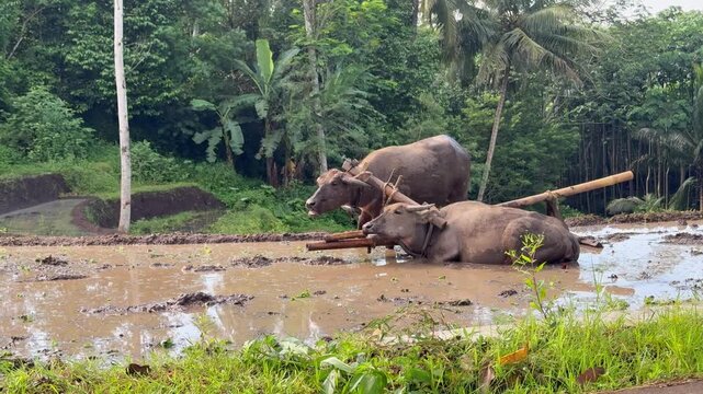 A mighty pair of water buffalo rest on a traditional rural farm. Best nature, farming, and agriculture clips.