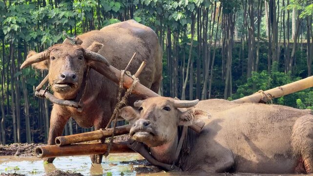Two mud-covered buffaloes were taking a short break in the water surrounded by lush green foliage. Best nature, farming, and agriculture clips.