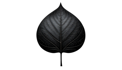 A detailed grayscale image of a dark leaf against a black background, with visible veins