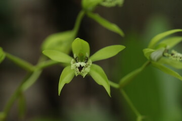 close up of black orchid flower