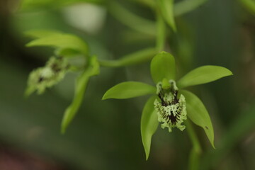 close up of black orchid flower