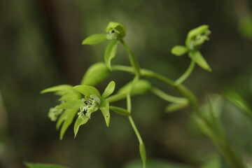 close up of black orchid flower