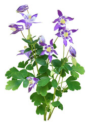 アクイレギア　4月撮影