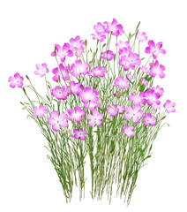 アグロステンマ　5月撮影