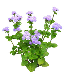 アゲラタム　7月撮影