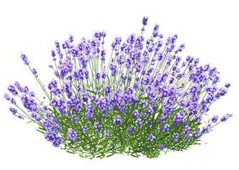 イングリッシュラベンダー　5月撮影