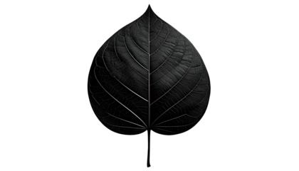 Isolated, detailed, dark leaf with prominent veins against an encompassing black background