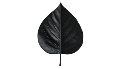 A stylized leaf, bisected, showcasing texture and form on a black background
