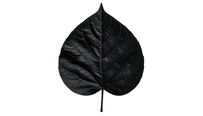 A single, black, heart-shaped leaf on a stark black background, veins clearly visible