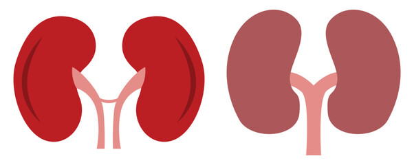  Human Kidney Vector Icons Set &mdash; Outline, Filled, Stroke Styles on Transparent Background
