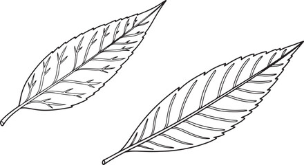 Two detailed line art illustrations of elongated leaves with veins leaf nature