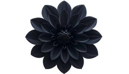 Close-up top view of a dark dahlia on a black background, with detailed petals and center