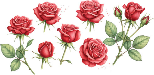 Beautiful bouquet of red roses with green leaves and delicate petals isolated on white background as a romantic floral gift for Valentine's Day