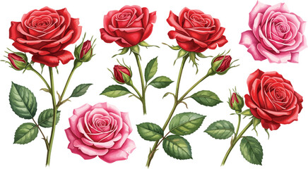 Set of beautiful red and pink rose flowers with green leaves and stems isolated on white background for a seamless floral pattern celebrating love, nature, and valentine romance