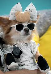 A small, long-haired chihuahua, with light brown and white fur, sat looking off to the side, stylishly dressed in a white and black polka dot outfit, complete with a matching bow and white-framed sung