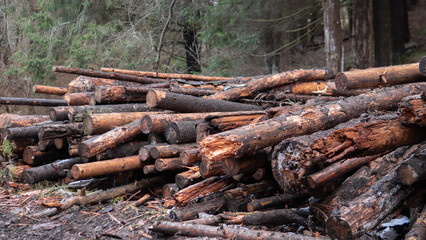 Piles of logs are arranged in a clearing surrounded by trees at dawn. The ground is damp, and there are signs of moisture on the wood.