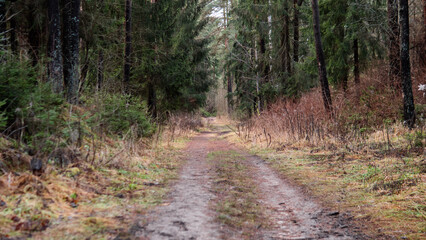A dirt path winds through a forest with tall trees on either side. Sparse underbrush and fallen leaves cover the ground. This scene captures a moment in nature during autumn months.