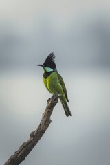 Bright green bird perched on branch