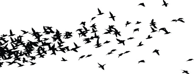 Fototapeta premium Black silhouette of a large flock of birds flying in the sky, bird migration group on white background, nature vector