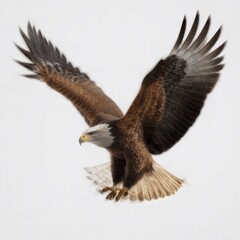 Obraz premium Majestic Bald Eagle in Flight with Outstretched Wings Soaring Through Clear Sky