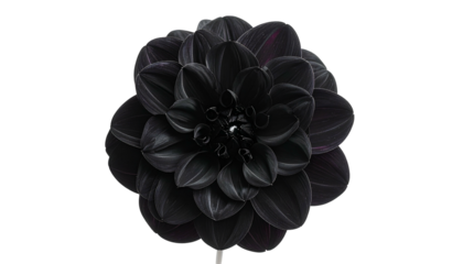 Close-up of a velvety, deep black dahlia blossom with layered petals, centered