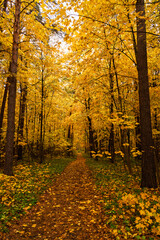 Obraz premium Path through vibrant autumn forest with bright yellow and gold leaves covering the ground and trees. Scenic fall landscape background.