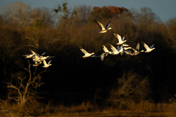 Snow Geese in flight