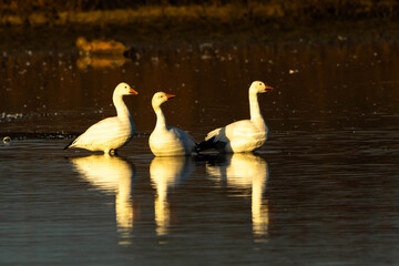 Snow Geese on the lake