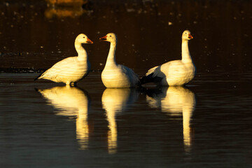 Snow Geese on the lake