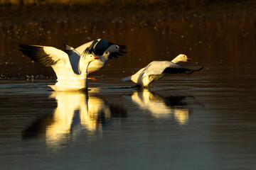 Snow Geese take off