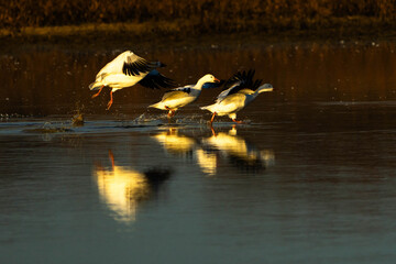 Snow Geese take off