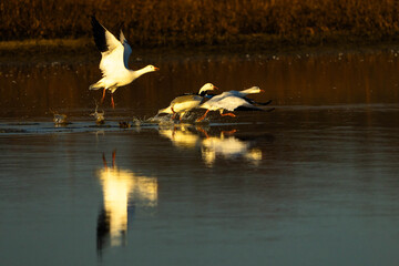 Snow Geese take off
