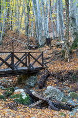 Forest autumn bridge, tranquil wooden bridge crossing a rocky stream in a vibrant fall forest